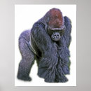 Suche nach silverback gorilla poster Silberfarben