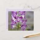 Suche nach orchideen foto postkarten Fotografie