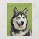 Suche nach malamute postkarten Bösartig