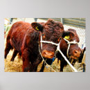Suche nach rinder poster Landwirtschaft