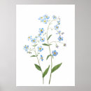 Suche nach vergissmeinnicht poster Aquarell
