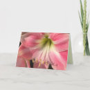 Suche nach amaryllis karten Blume