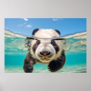 Suche nach panda poster Spaß