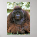 Suche nach gefangene poster Usa