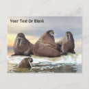 Suche nach meeressäugetier postkarten Walrost