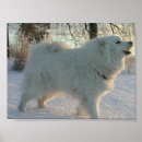 Suche nach pyrenäen poster Hund