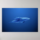 Suche nach delphin poster Familie