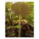 Suche nach kiemen poster Pilz