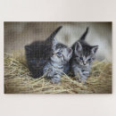 Suche nach kätzchen puzzle Niedlich