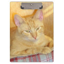 Suche nach tabelle klemmbrett Katze