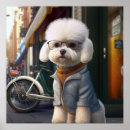 Suche nach bichon frises poster Hund