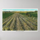 Suche nach potatoe poster Staaten