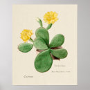 Suche nach botanische illustration poster Retro