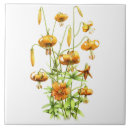 Suche nach orange tiger fliesen Orangefarbene blume