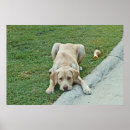 Suche nach labrador poster Tiere