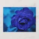Suche nach blaue rose postkarten Blume