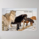 Suche nach isländische pferde poster Pferdefotografie