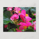 Suche nach begonien poster Rosa