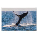 Suche nach migration poster Natur