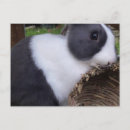 Suche nach bunny postkarten Brötchen