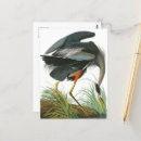 Suche nach john audubon postkarten Vogelvogel