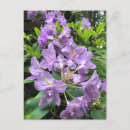 Suche nach rhododendron postkarten Lila