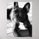 Suche nach bulldogge kunst poster Hund