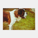 Suche nach bernhardiner hund Für haustiere