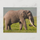 Suche nach grauer elefant postkarten Afrika