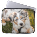 Suche nach australian shepherd Canine