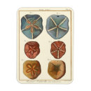 Suche nach denise magnete Denis diderot