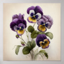 Suche nach veilchen poster Lila blumen