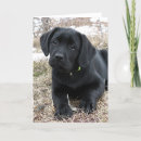Suche nach labor karten Labrador retriever