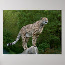 Suche nach geparden poster Natur