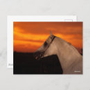 Suche nach arabische sprache postkarten Rasse