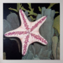 Suche nach rosa unter dem meer poster Seestern