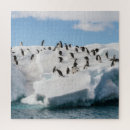 Suche nach penguin puzzle Kolonie