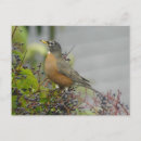 Suche nach singvögel postkarten Tiere