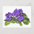 Suche nach veilchen sind blau postkarten Violett