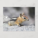 Suche nach chipmunk poster Erde