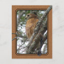 Suche nach tail poster Wild lebende tiere