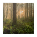 Suche nach der wald fliesen Fußweg