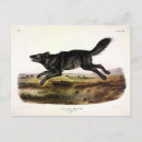 Suche nach schwarzer wolf postkarten Lupus canis