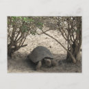 Suche nach tortoise poster Galápagos inseln