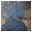 Suche nach taube fliesen Blau