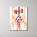 Suche nach menschliche anatomie leinwandbilder Urinausscheidendes system