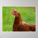 Suche nach schnabel poster Henne
