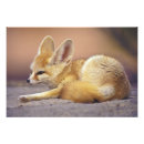 Suche nach fennec fuchs poster Wütend