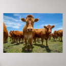 Suche nach beef poster Livestock
