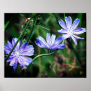 Suche nach blaue sommer blumen kunst Fotografie